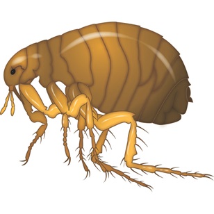 Adana Pire İlaçlama