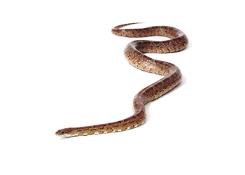 Adana yılan ilaçlama